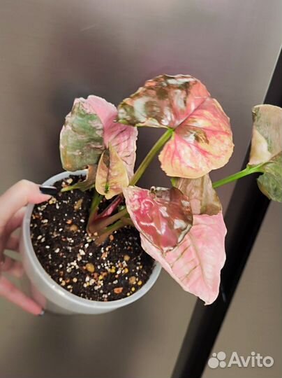 Сингониум клубничный лед galaxy, ароидные