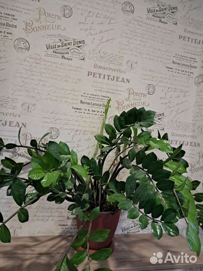 Замиокулькас