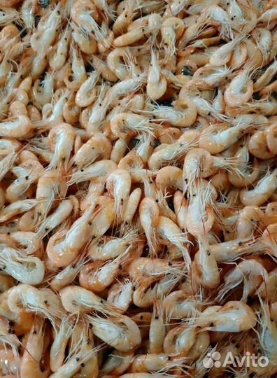 Черноморская креветка. Свежий вылов
