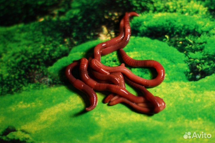 Червь дендробена