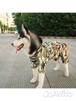 Дождевик для крупной собаки. Ошейник со стразами