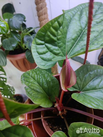 Антуриум Сирих