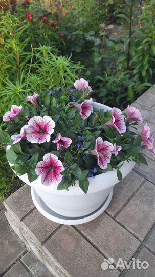 Рассада петунии