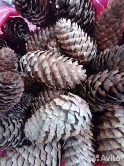 Еловые шишки