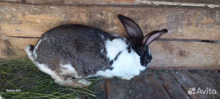 Самка бабочка