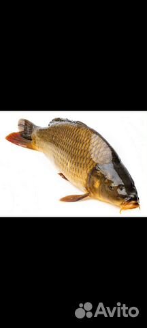 Продаётся живая рыба