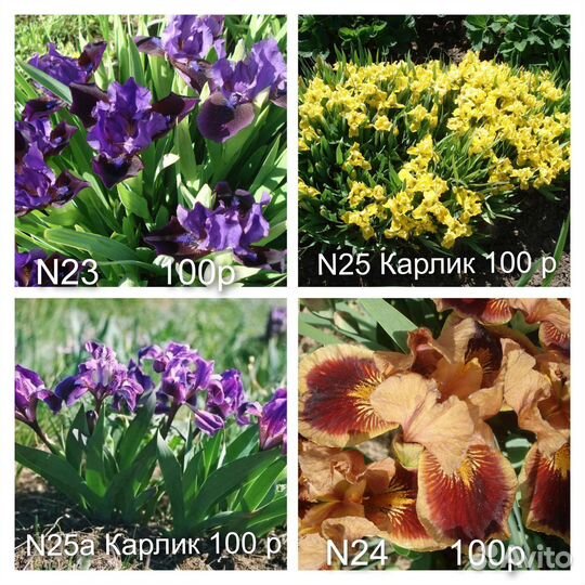 N5 Ирисы бордюрные