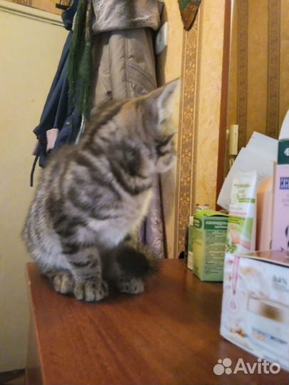 Котята в добрые руки бесплатно