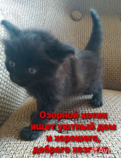 Отдам в добрые руки