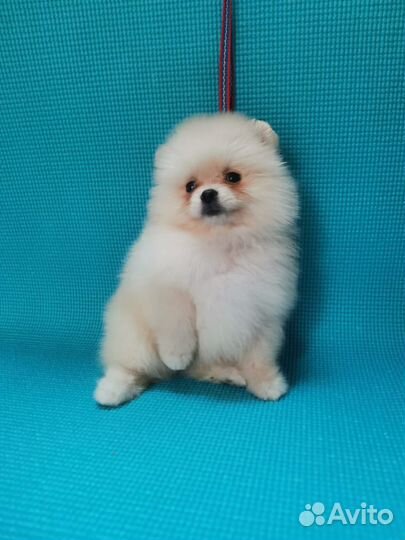 Щенки шпица