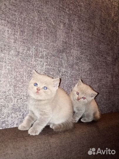 Британские котята