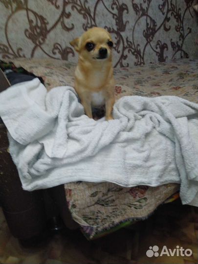 Чихуахуа мини