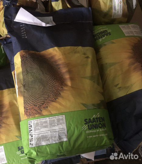 Семена подсолнечника под евролайтинг