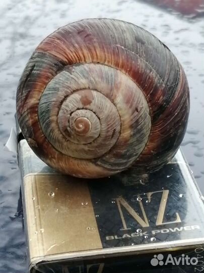 Улитка виноградная