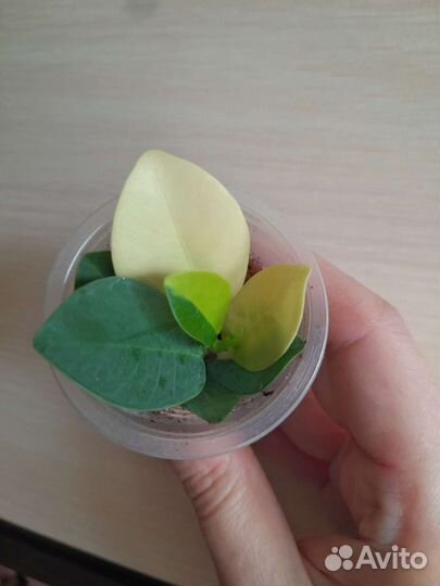 Фикус грин айсленд вар