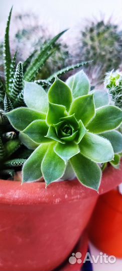 Кактусы, каланхоэ, каменная роза