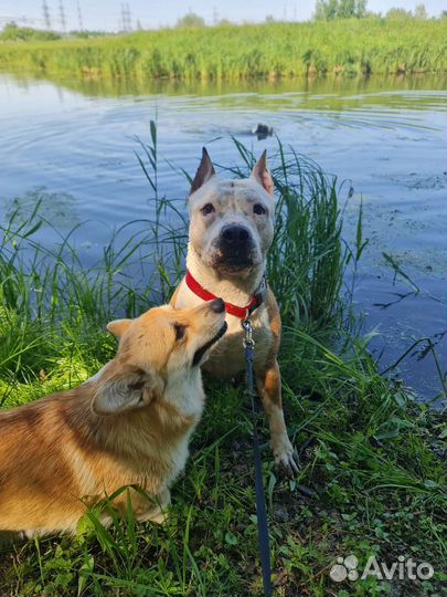 Передержка собак