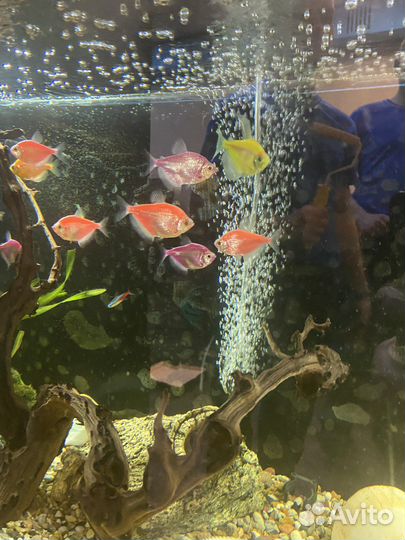 Аквариум 200 литров с тумбой