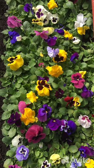 Виола, Петуния, Бархатцы,Бегония и.т.д