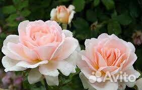 Роза Chandos Beauty Чандос Бьюти