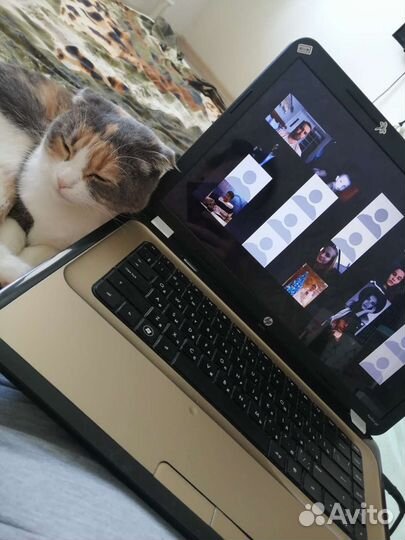 Кошка вислоухая