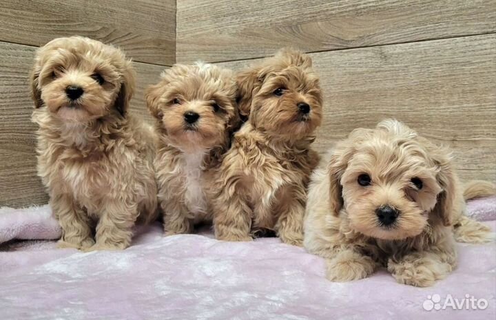 Мальтипу f1 mini