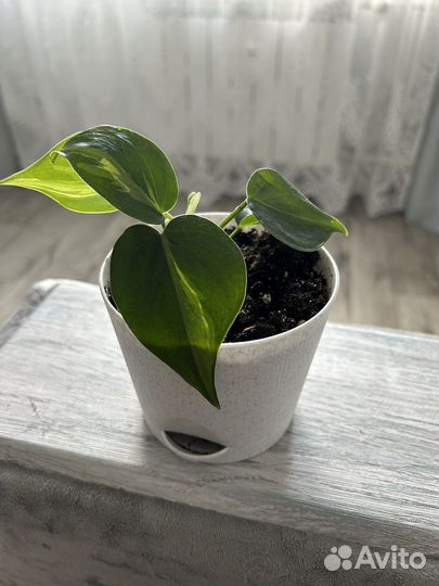 Филодендрон Сканденс Бразил