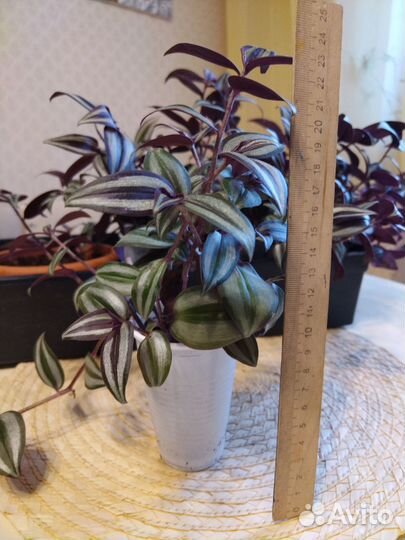 Традесканция укорененная