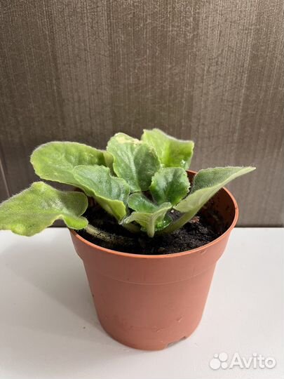 Фиалка в горшочке