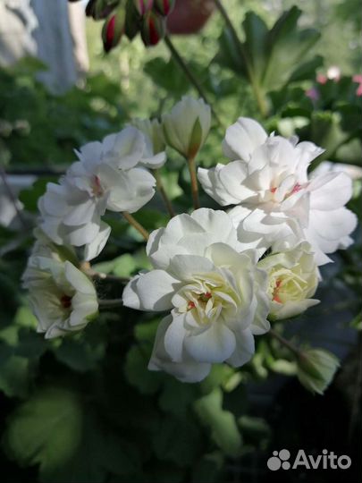 Пеларгония герань