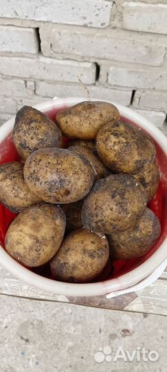 Продам картофель