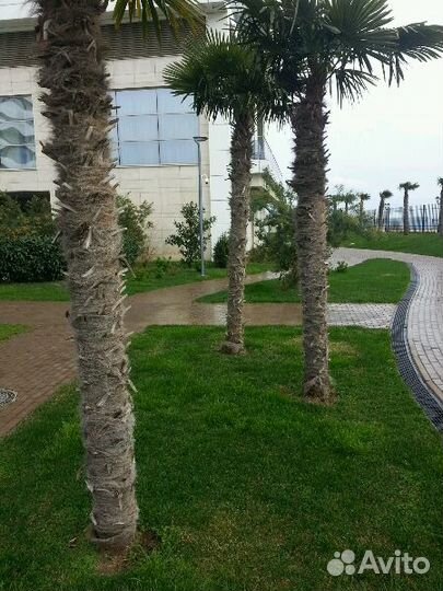 Пальмы Трахикарпус