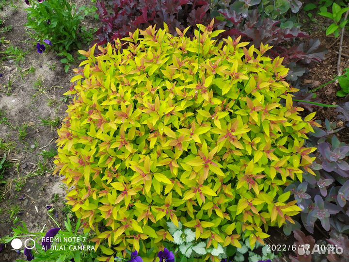 Спиреи, ива свердловская извилистая