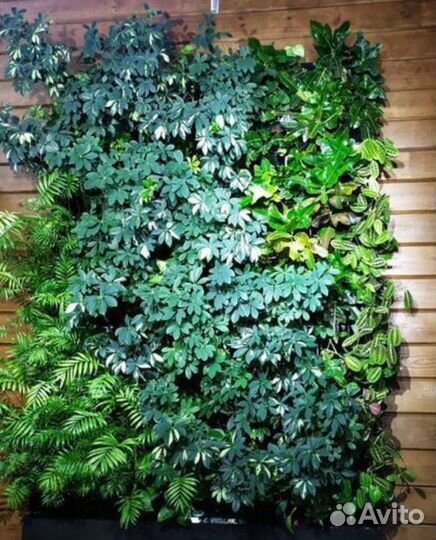 Живые растения для озеленение,фитомодулей,фитостен