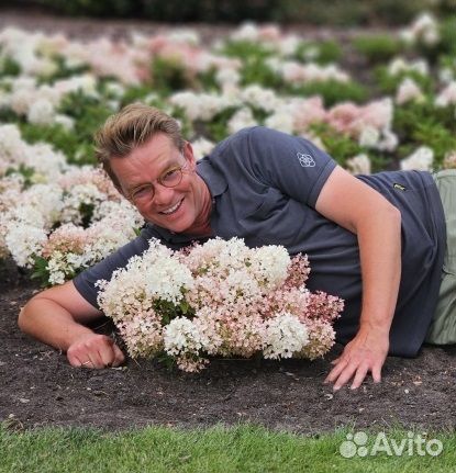 Гортензия Граундбрейкер. Суперкарликовая. Новинка