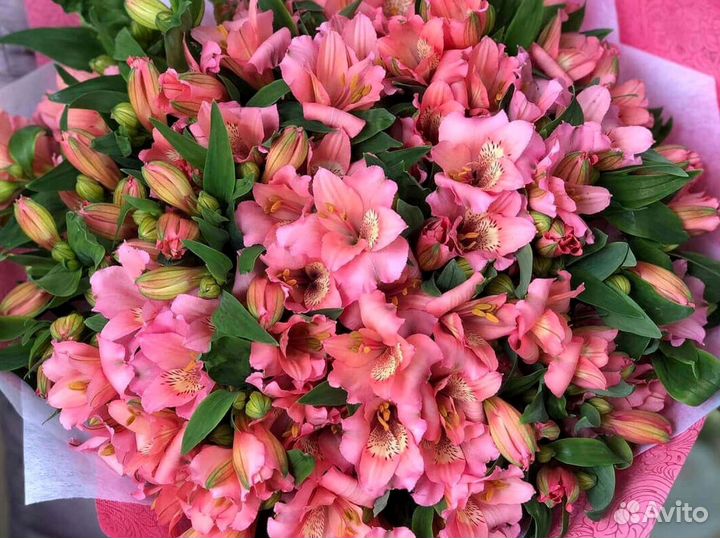 Альстромерии с доставкой по Краснодару