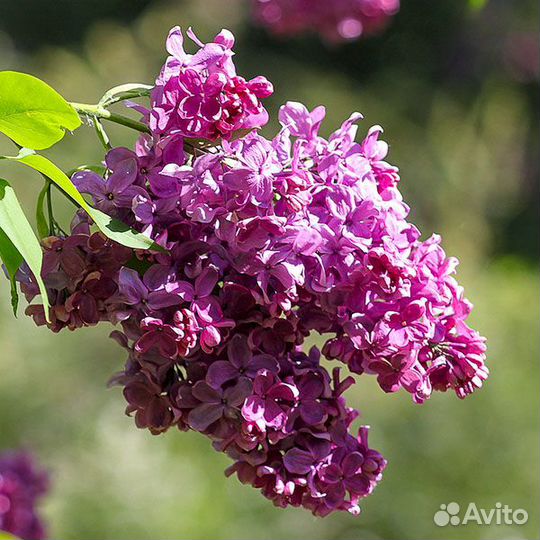 Сирень Красная Москва и еще 15 сортов (розн., опт)