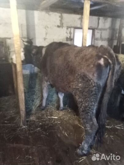 Домашние с/х животные