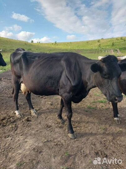 Корова дойная