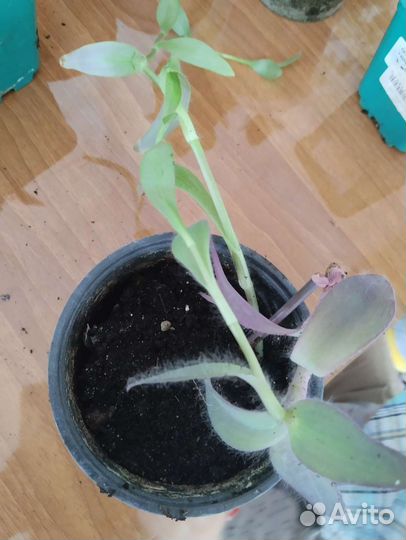 Комнатные растения