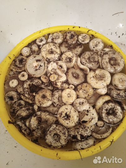 Продам соленые грузди