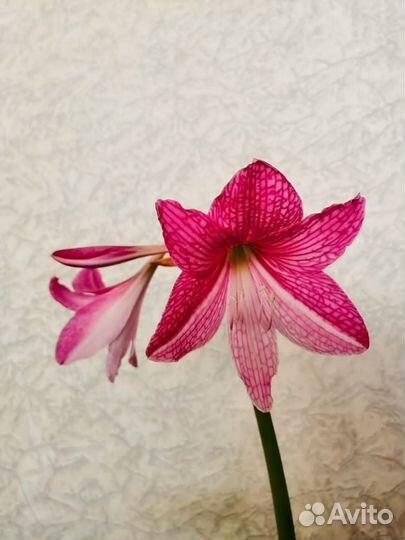 Гиппеаструм ретикулятум