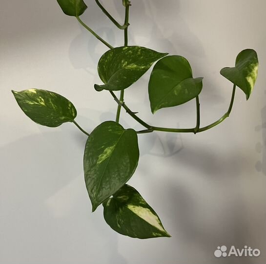 Сциндапсус