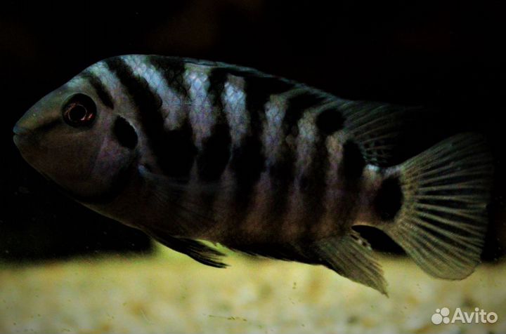 Рыбка цихлида