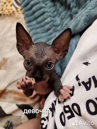 Канадский сфинкс