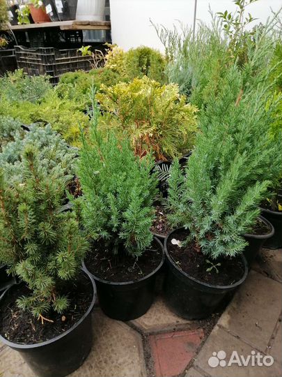 Хвойные растения. Туи. Можевельник. Елка