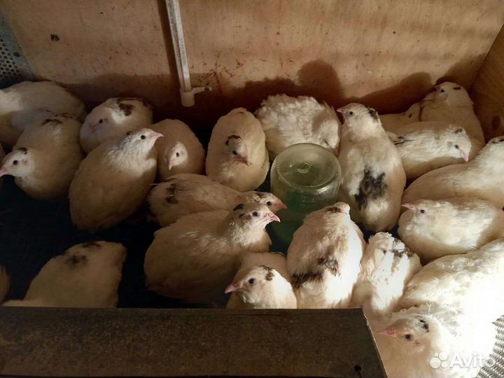 Яйца перепелиные