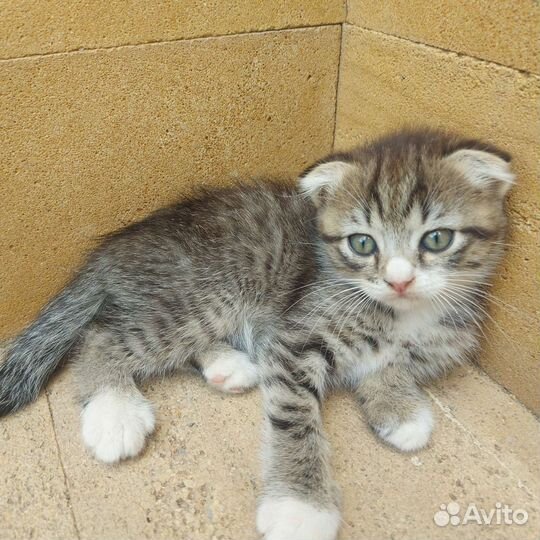 Вислоухие котята, отдам в добрые руки