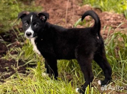 Щенок, будет некрупный, в квартиру или дом. По дог