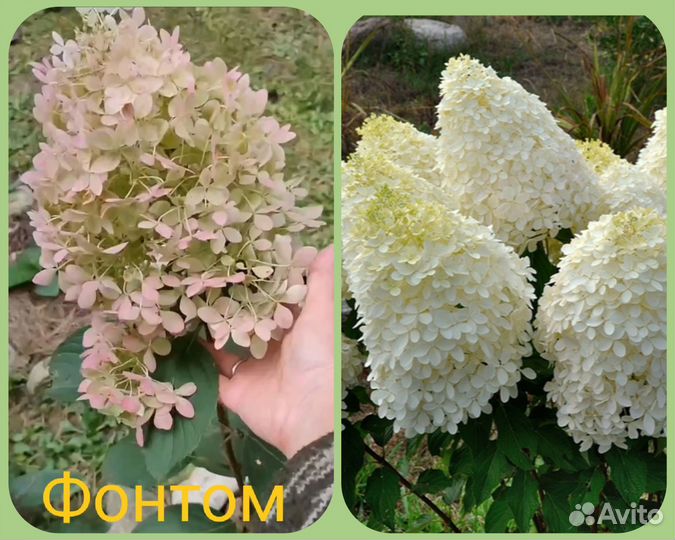Гортензия